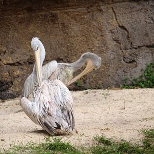 Africa - Pink-backed Pelicans