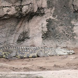 Africa - Nile Crocodile