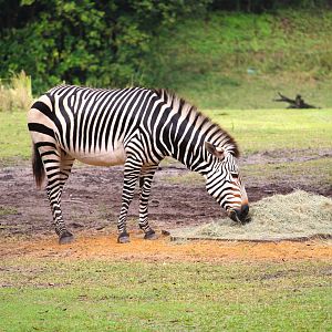 Africa - Hartmann's Mountain Zebra