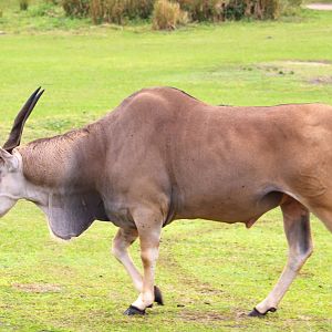 Africa - East African Eland
