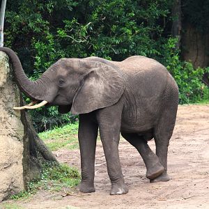 Africa - African Bush Elephant