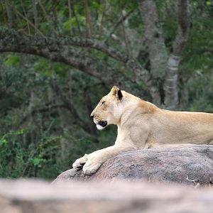 Africa - Southern Lion
