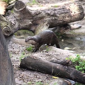 Discovery Island - Asian Small-clawed Otter