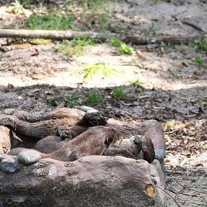 Discovery Island - Asian Small-clawed Otters