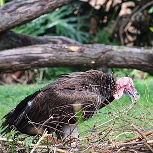 Discovery Island - Lappet-faced Vulture