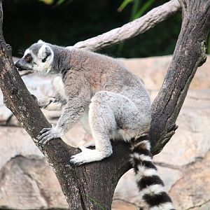Discovery Island - Ring-tailed Lemur