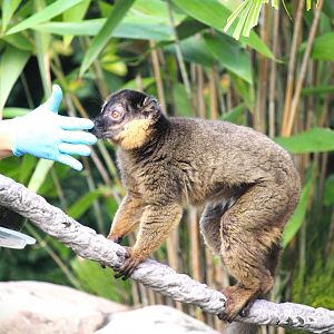 Discovery Island - Collared Brown Lemur