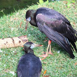 Dinoland, USA - Abdim's Storks