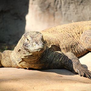 Asia - Komodo Dragon