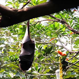 Asia - Large Flying Fox