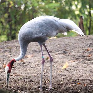 Asia - Indian Sarus Crane