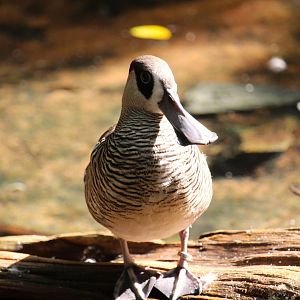 Asia - Pink-eared Duck