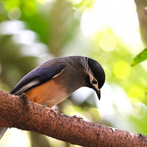 Asia - White-eared Sibia