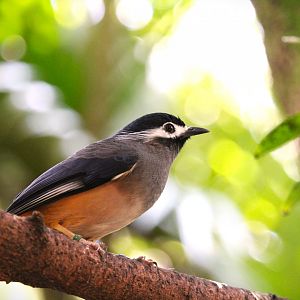 Asia - White-eared Sibia
