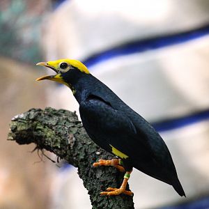 Asia - Golden-crested Myna