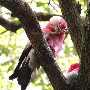 Asia - Eastern Galah