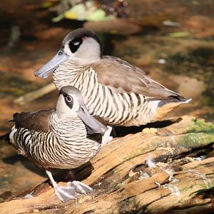 Asia - Pink-eared Ducks