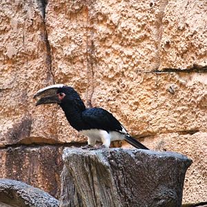 Asia - Trumpeter Hornbill