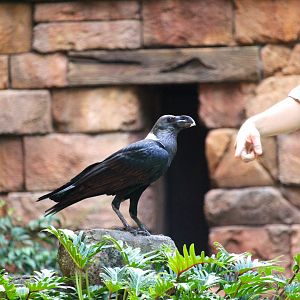 Asia - White-necked Raven