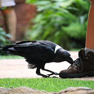 Asia - White-necked Raven