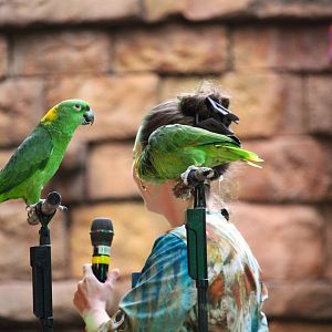 Asia - Yellow-naped Amazon and Yellow-headed Amazon
