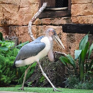 Asia - Marabou Stork