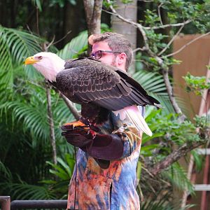 Asia - Southern Bald Eagle