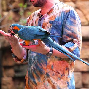 Asia - Blue-throated Macaw