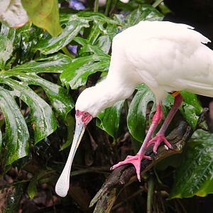 Africa - African Spoonbill