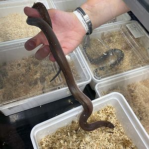 Mexican burrowing python (Loxocemus bicolor)