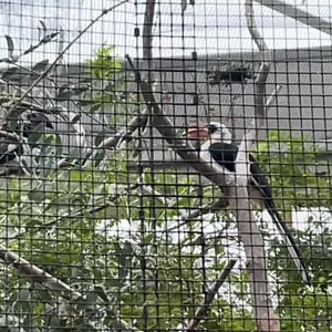 Von der Decken’s Hornbills