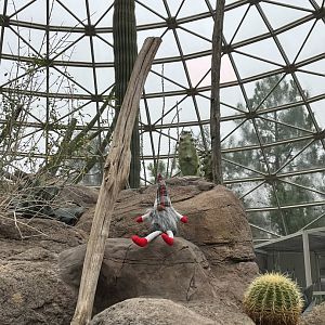 Christmas Gnome in Desert