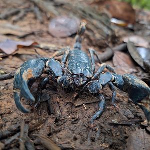 Asian giant forest scorpion (Heterometrus laoticus / silenus)