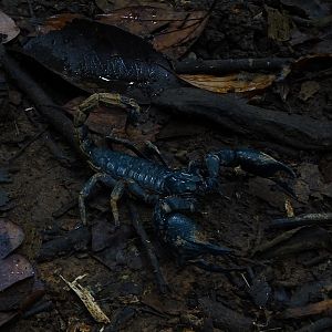Asian giant forest scorpion (Heterometrus laoticus / silenus)