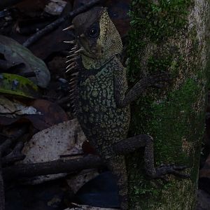 Cardamom tree dragon (Acanthosaura cardamomensis)