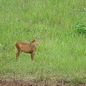 Indian muntjac (Muntiacus muntjak)