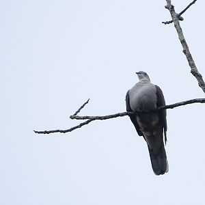 Mountain imperial-pigeon (Ducula badia badia)