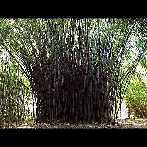 Birds & Bamboos - YouTube