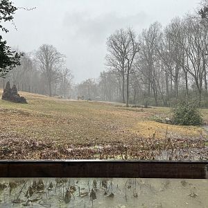 Forest Edge in the Rain