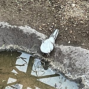 Piebald Inca Dove in Desert