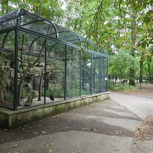 [2022] Grey-winged trumpeter aviary