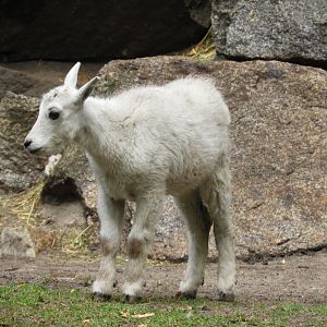[2022] Young rocky mountain goat