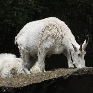 [2022] Rocky mountain goat