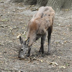 [2022] Siberian musk deer