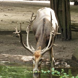 [2022] Pere David's deer