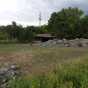 [2022] Golden takin enclosure