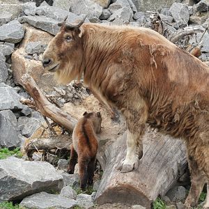 [2022] Golden takins