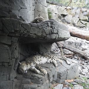[2022] Snow leopards
