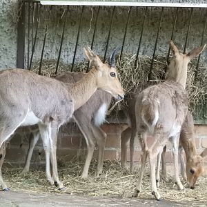 [2022] Mountain reedbuck