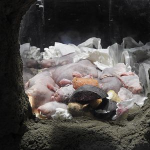 [2022] Naked mole-rats